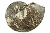 Ammonite (Placenticeras) Fossil - Eastern Montana #180803-1
